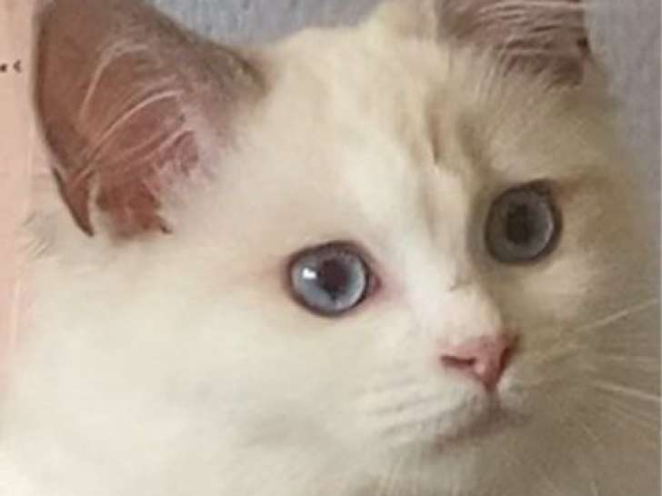 7 chatons Ragdolls LOOF à vendre, nés en mai 2025