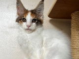 1 chatonne Maine Coon LOOF à vendre