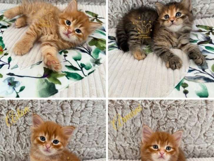 À réserver, 4 chatons Sibériens LOOF nés en juillet 2025
