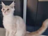 1 chaton mâle Maine Coon cream silver blotched tabby LOOF à vendre