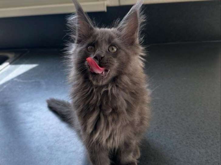 6 chatons Maine Coons à réserver, nés en juin 2025