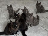 6 chatons Maine Coons à réserver, nés en juin 2025