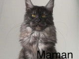 6 chatons Maine Coons à réserver, nés en juin 2025