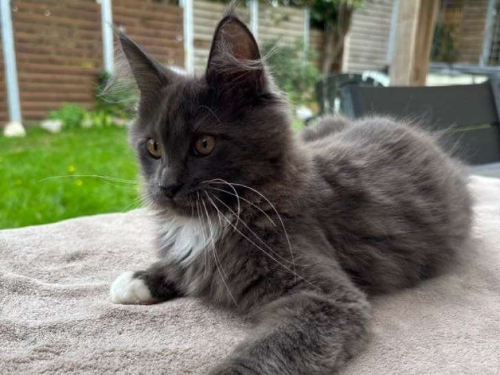 3 chatons Maine Coons LOOF à vendre, nés en mai 2025