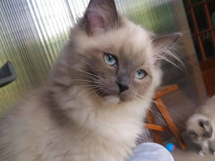 1 chaton mâle Sibérien Neva Masquerade LOOF à vendre