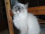 1 chaton mâle Sibérien Neva Masquerade LOOF à vendre