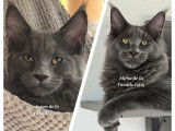 À vendre, 2 chatons Maine Coons mâles bleu smoke LOOF nés en avril 2025