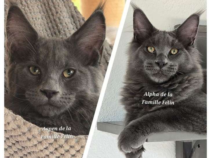 À vendre, 2 chatons Maine Coons mâles bleu smoke LOOF nés en avril 2025