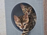 Chaton mâle Bengal brown LOOF à réserver, né en juillet 2025