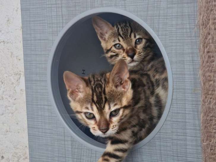 Chaton mâle Bengal brown LOOF à réserver, né en juillet 2025