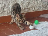 Chaton mâle Bengal brown LOOF à réserver, né en juillet 2025