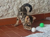 Chaton mâle Bengal brown LOOF à réserver, né en juillet 2025