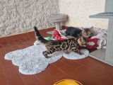 Chaton mâle Bengal brown LOOF à réserver, né en juillet 2025