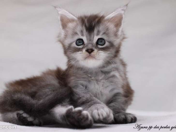 À réserver, 2 chatons Maine Coons LOOF nés en juillet 2025