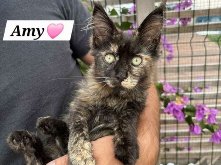 4 chatons Maine Coons LOOF à vendre, nés avant septembre 2025