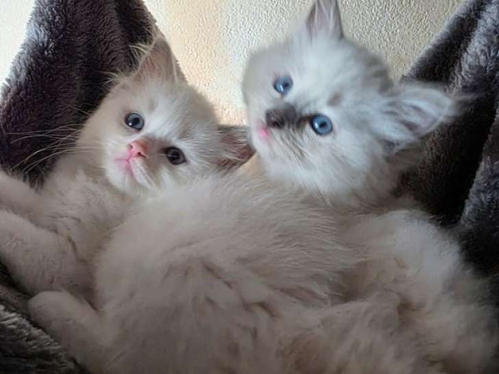 À réserver, 4 chatons Ragdolls LOOF nés en juillet 2025, 2 mâles et 2 femelles disponibles