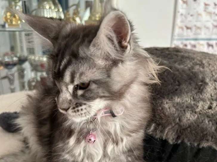À vendre, des chatons Maine Coon brown tabby (LOOF)