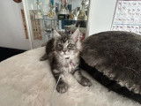 À vendre, des chatons Maine Coon brown tabby (LOOF)