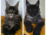 7 chatons Maine Coon disponibles  à la vente (LOOF)