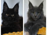 7 chatons Maine Coon disponibles à la vente (LOOF)