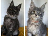 7 chatons Maine Coon disponibles à la vente (LOOF)