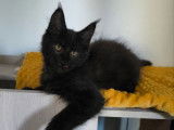 7 chatons Maine Coon disponibles à la vente (LOOF)