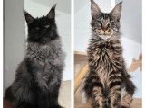 7 chatons Maine Coon disponibles à la vente (LOOF)
