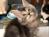 2 chatons mâles Maine Coon black silver tabby à réserver (LOOF)