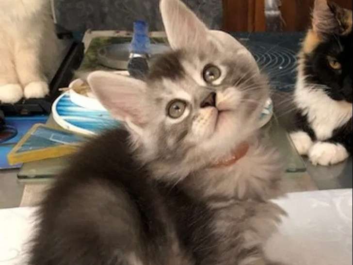 2 chatons mâles Maine Coon black silver tabby à réserver (LOOF)
