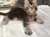 2 chatons mâles Maine Coon black silver tabby à réserver (LOOF)