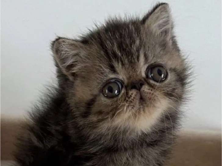 1 chaton mâle Exotic Shorthair roux et blanc à réserver (LOOF)