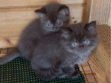 Chatons Scottish Straight LOOF à vendre