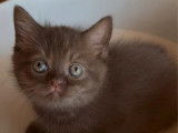 Chatons Scottish Straight LOOF à vendre