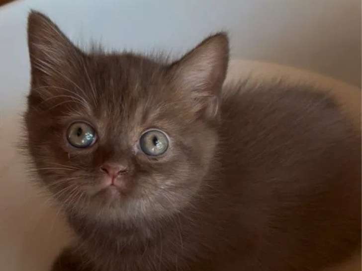 Chatons Scottish Straight LOOF à vendre