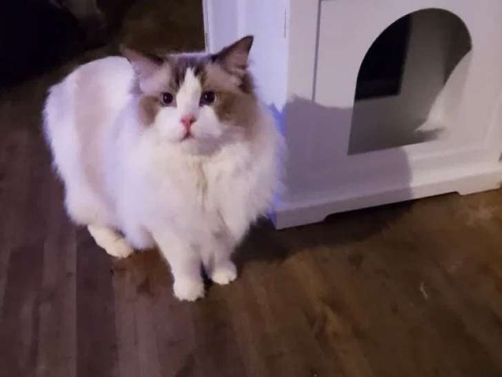 5 chatons Ragdoll à réserver (LOOF)