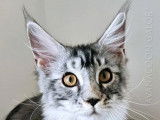 2 chatons Maine Coon LOOF à vendre