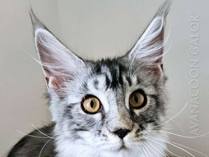 2 chatons Maine Coon LOOF à vendre