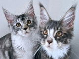 2 chatons Maine Coon LOOF à vendre