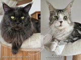 2 chatons Maine Coon LOOF à vendre