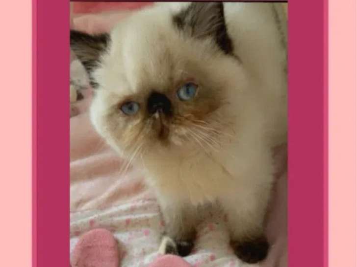 2 chatons Exotic Shorthair à vendre (LOOF)