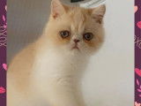 2 chatons Exotic Shorthair à vendre (LOOF)