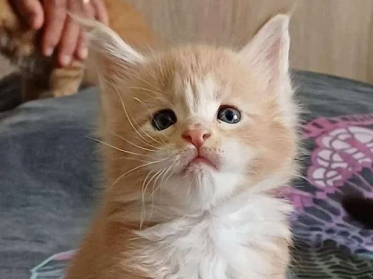 2 chatons Maine Coon à réserver (LOOF)
