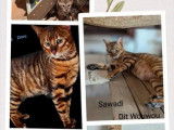 7 chatons Toyger disponibles à la réservation (LOOF)