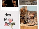 7 chatons Toyger disponibles à la réservation (LOOF)