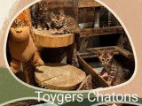 7 chatons Toyger disponibles à la réservation (LOOF)