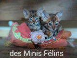 7 chatons Toyger disponibles à la réservation (LOOF)