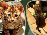7 chatons Toyger disponibles à la réservation (LOOF)