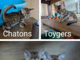 7 chatons Toyger disponibles à la réservation (LOOF)