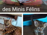 7 chatons Toyger disponibles à la réservation (LOOF)
