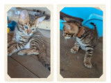 7 chatons Toyger disponibles à la réservation (LOOF)